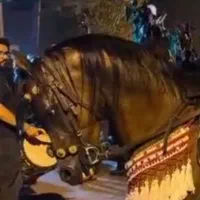 اسب نریان پسر کنز ناصر