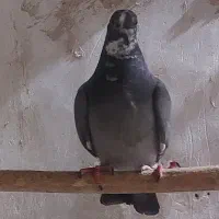 کبوتر