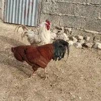 خروس|حیوانات مزرعه|جوانرود, |دیوار