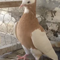 کبوتر پلاکی