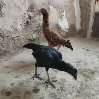 مرغ لاری