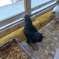 فروش مرغ تخم گذار مرندی اصل