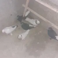 کبوتر کفتر