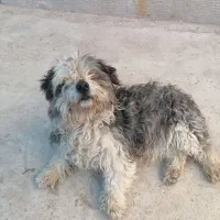سگ شیتزو