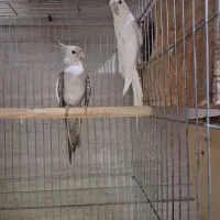 عروس هلندی مولد
