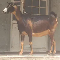 آبستن دوقلو از سیاه زرد بزداشتی هیکلی