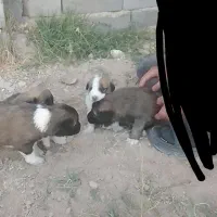 سگ قهدیر جانی