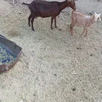 بز سقزی و مورسیا