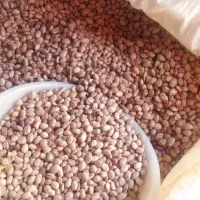 لوبیا چیتی محلی خرم اباد