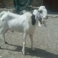 برای فروش