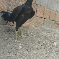 جوجه خروس لاری  مشکی