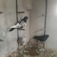 کفتر|پرنده|شیراز, آزادگان|دیوار