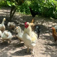 اردک اسراییلی و خروس درشت