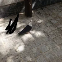 کلاغ کربلایی