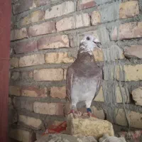 بور مگس جانتیلن