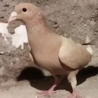 کفتر زرد نر