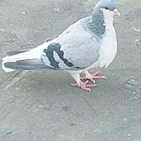 کبوتر یا کفتر شهری سرور