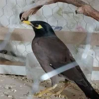 مینا . مرغ عشق .عروس