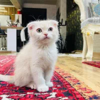 گربه ی سه ماهه(اسکاتیش)