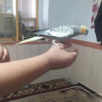 عروس‌هلندی
