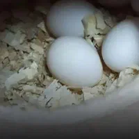 تخم نطفه دار راهب
