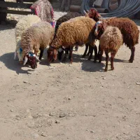 بره ماده
