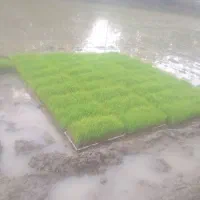 نشا هاشمی