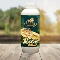 بهترین کود شوک برای شالی کاران