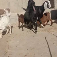 بز پاکستانی