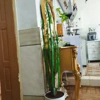 افوربیا سبز شرابی.