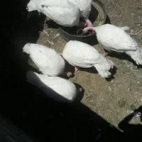 بوقلمون گوشتی