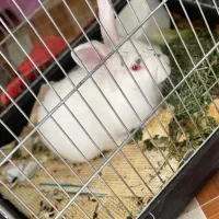 خرگوش زیبا یک ملیون