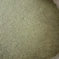 کاکوتی