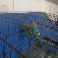 فروش یه جفت مرغ عشق