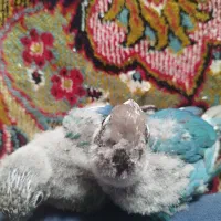 گرینچیک نرماده کار داده و تازه جفت و جوجه آبی مفت