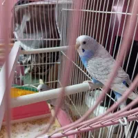 مرغ عشق بازی گوش