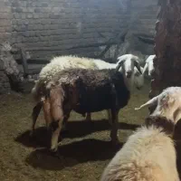 بره قوچ