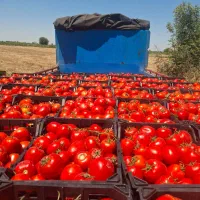 گوجه برای رب
