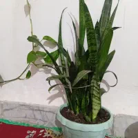 گل سانسور یا