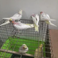 جوجه عروس لوتینو