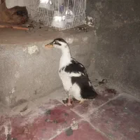 اردک نازار