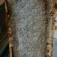 عسل عسل ۱۰۰درصد طبیعی