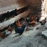 خروس