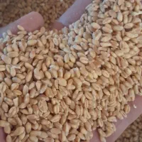 خریدوفروش گندم جو ارزن(ارسال از شهرستان جوین)