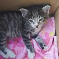گربهdsh