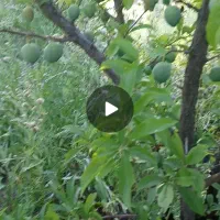 باغچه‌به‌متراژ‌۹۵۰‌متر‌یورقون.آباد