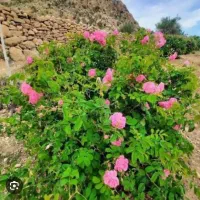 تور یک روزه میمند فارس