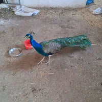طاووس