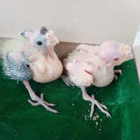 جوجه عروس هلندی 390