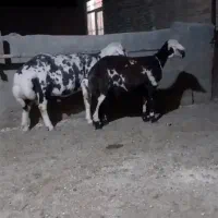قوچ پلنگی